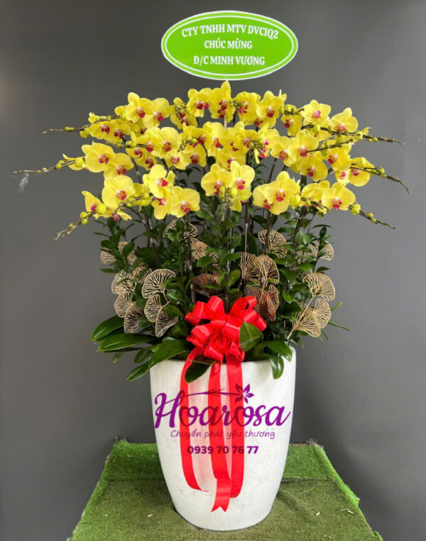 Lan hồ điệp rosa - 004