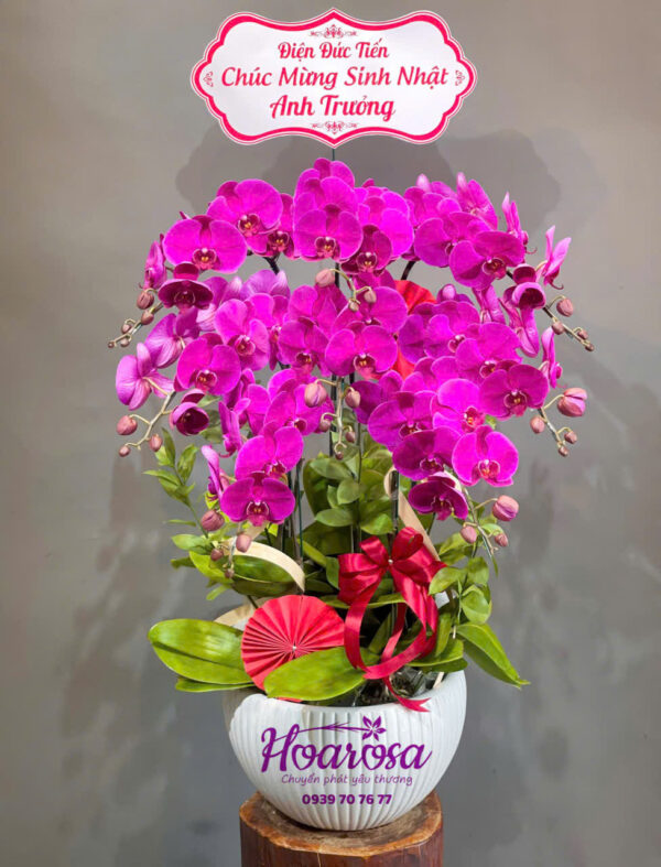 Lan hồ điệp rosa - 005