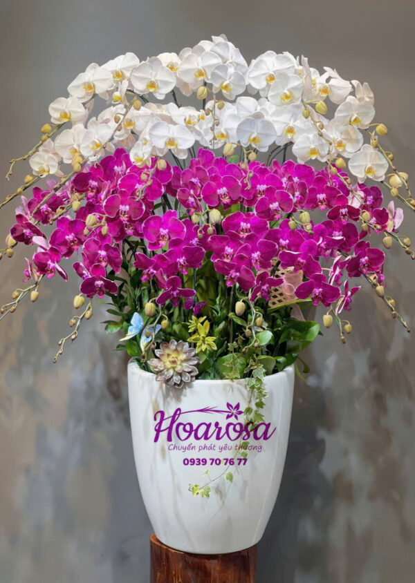 Lan hồ điệp rosa - 006