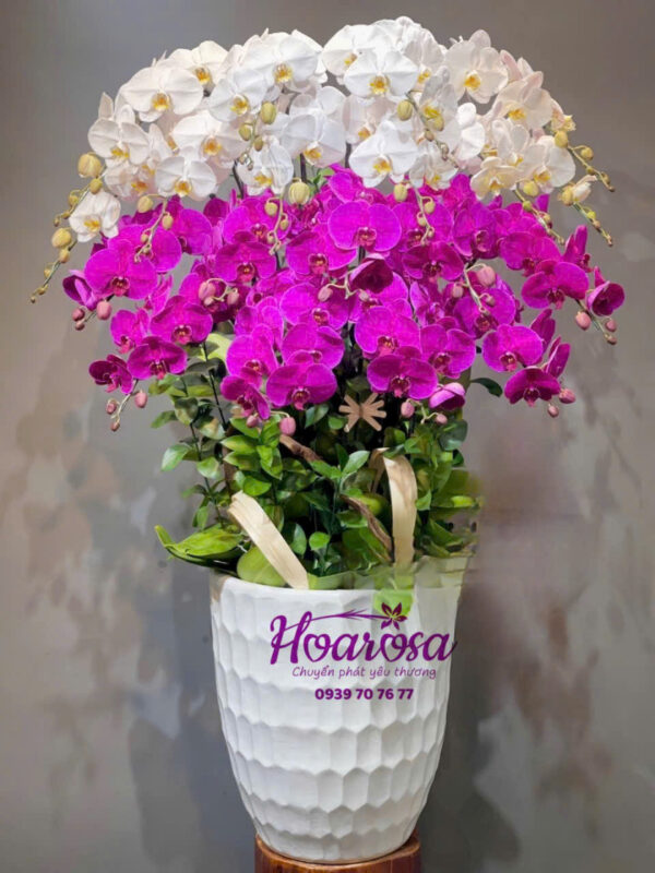 Lan hồ điệp rosa - 015