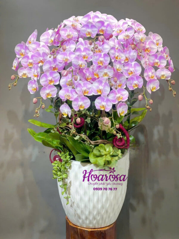 Lan hồ điệp rosa - 007
