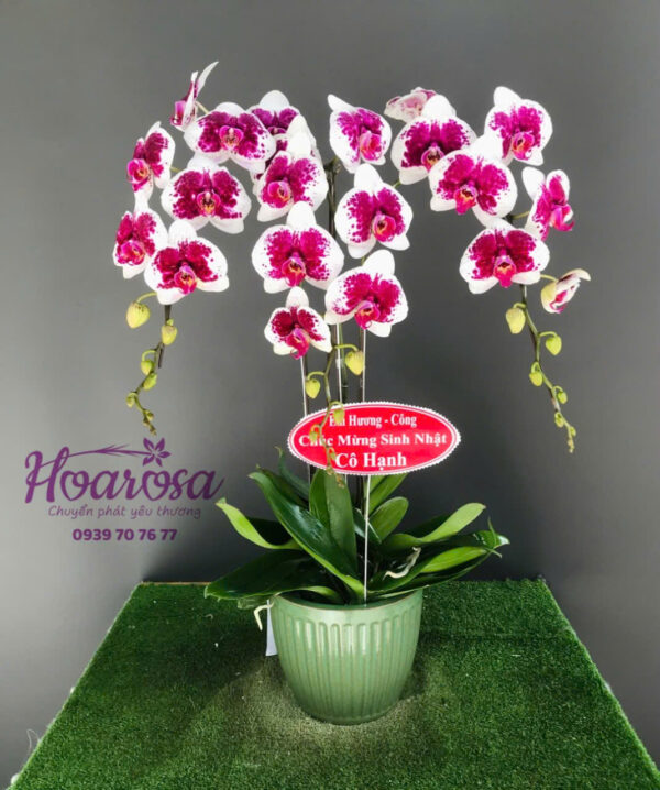 Lan hồ điệp rosa - 016