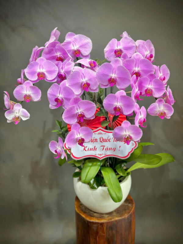 Lan hồ điệp rosa - 008