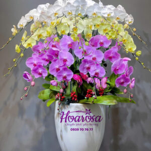 Lan hồ điệp rosa - 009