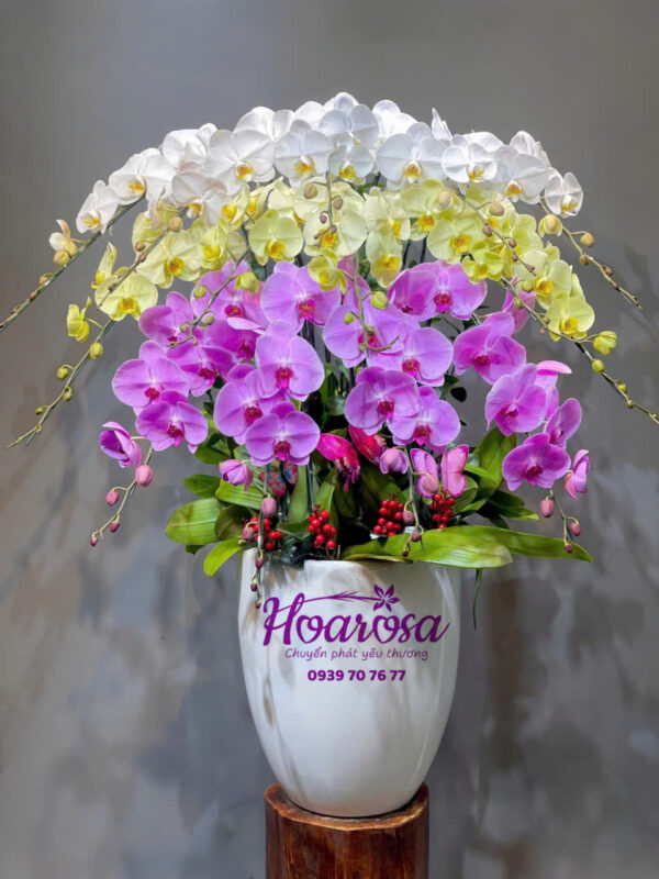 Lan hồ điệp rosa - 009