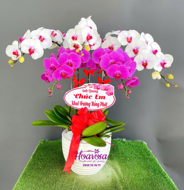 Lan hồ điệp rosa - 010