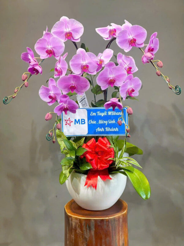 Lan hồ điệp rosa - 011