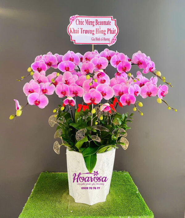 Lan hồ điệp rosa - 018