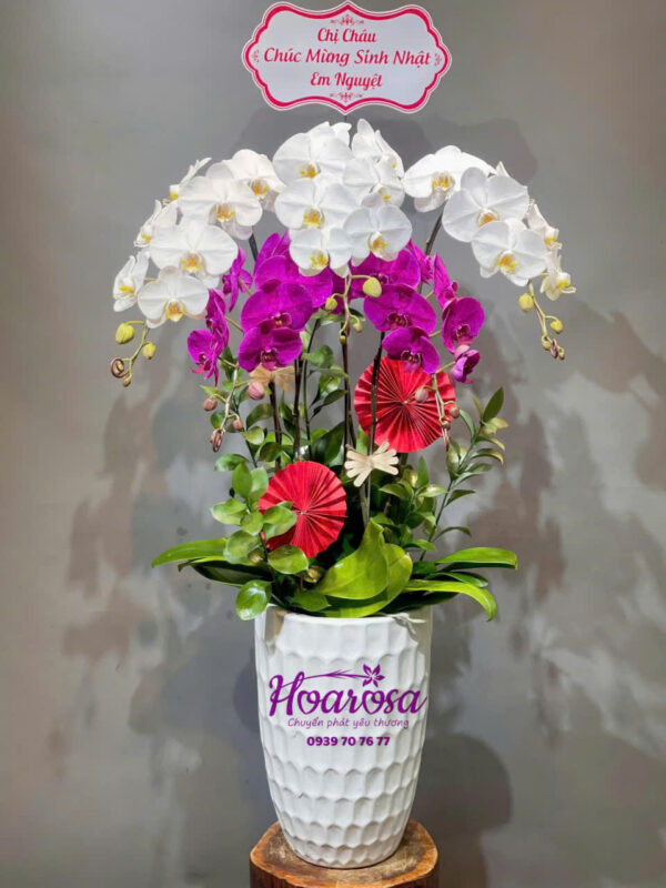 Lan hồ điệp rosa - 012
