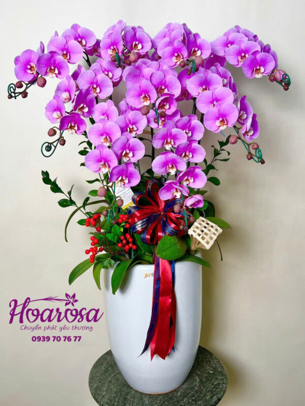 Lan hồ điệp rosa - 013