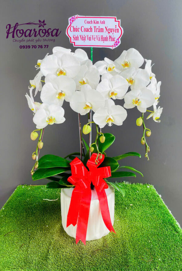 Lan hồ điệp rosa - 019