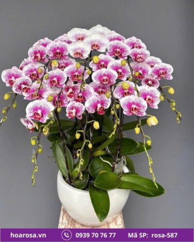 Lan hồ điệp rosa-587