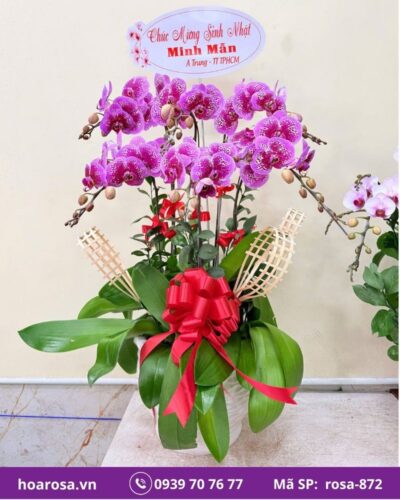 Lan hồ điệp rosa-872