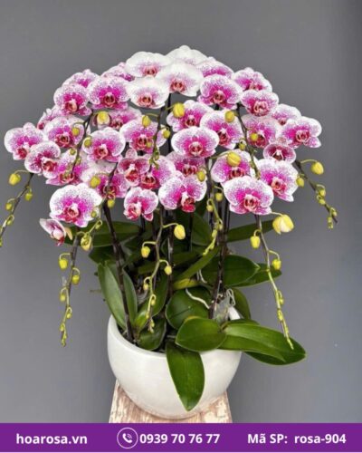 Lan hồ điệp rosa-904