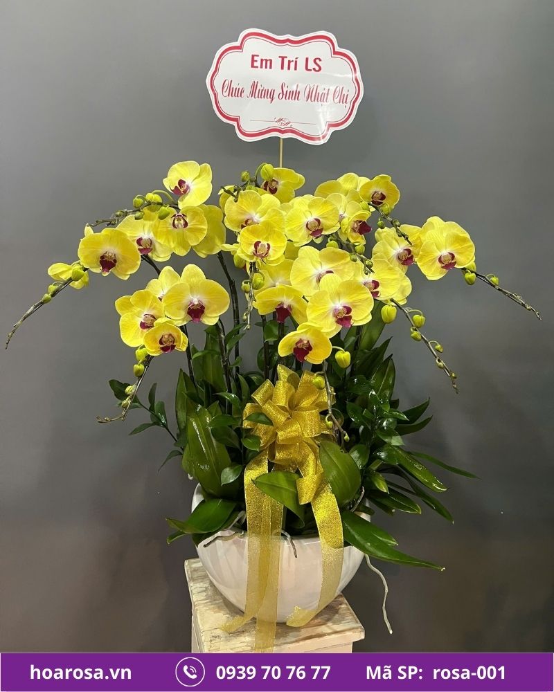 Lan hồ điệp rosa-001