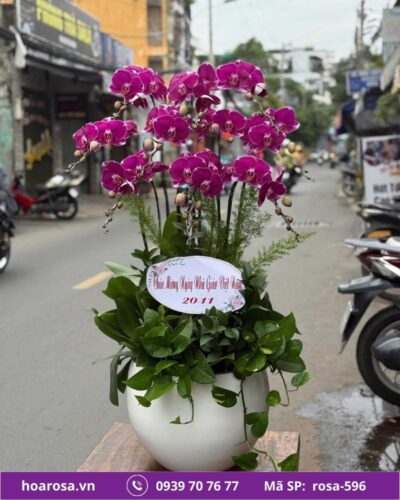 Lan hồ điệp rosa-596