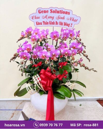 Lan hồ điệp rosa-881