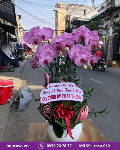 Lan hồ điệp rosa-010