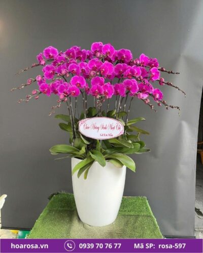 Lan hồ điệp rosa-597