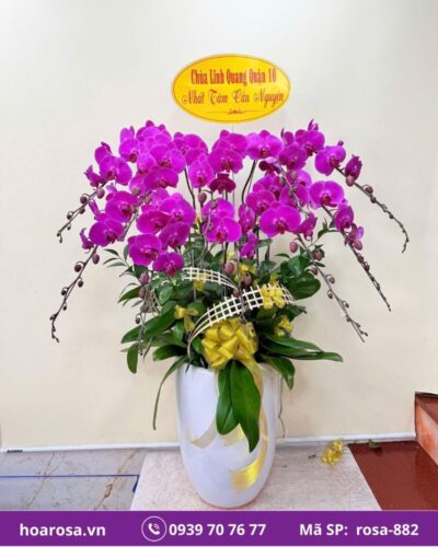 Lan hồ điệp rosa-882