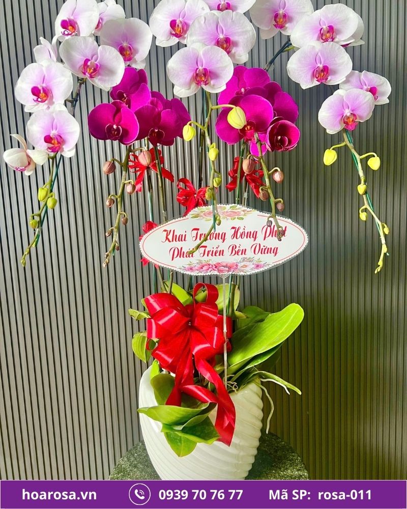 Lan hồ điệp rosa-011