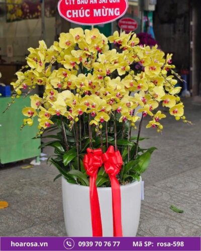 Lan hồ điệp rosa-598