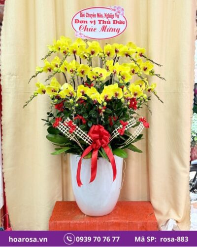 Lan hồ điệp rosa-883