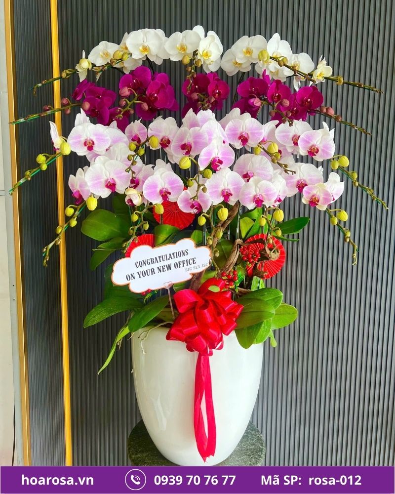 Lan hồ điệp rosa-012