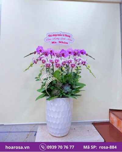 Lan hồ điệp rosa-884