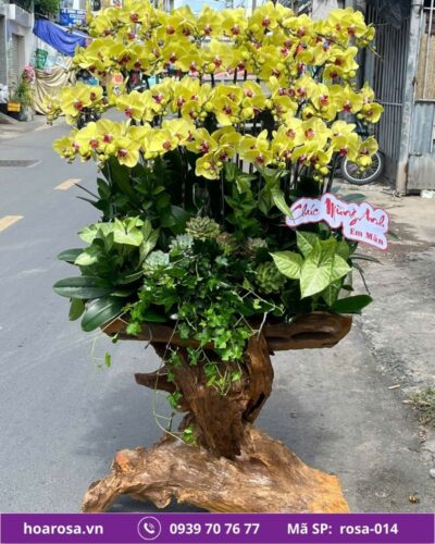 Lan hồ điệp rosa-014