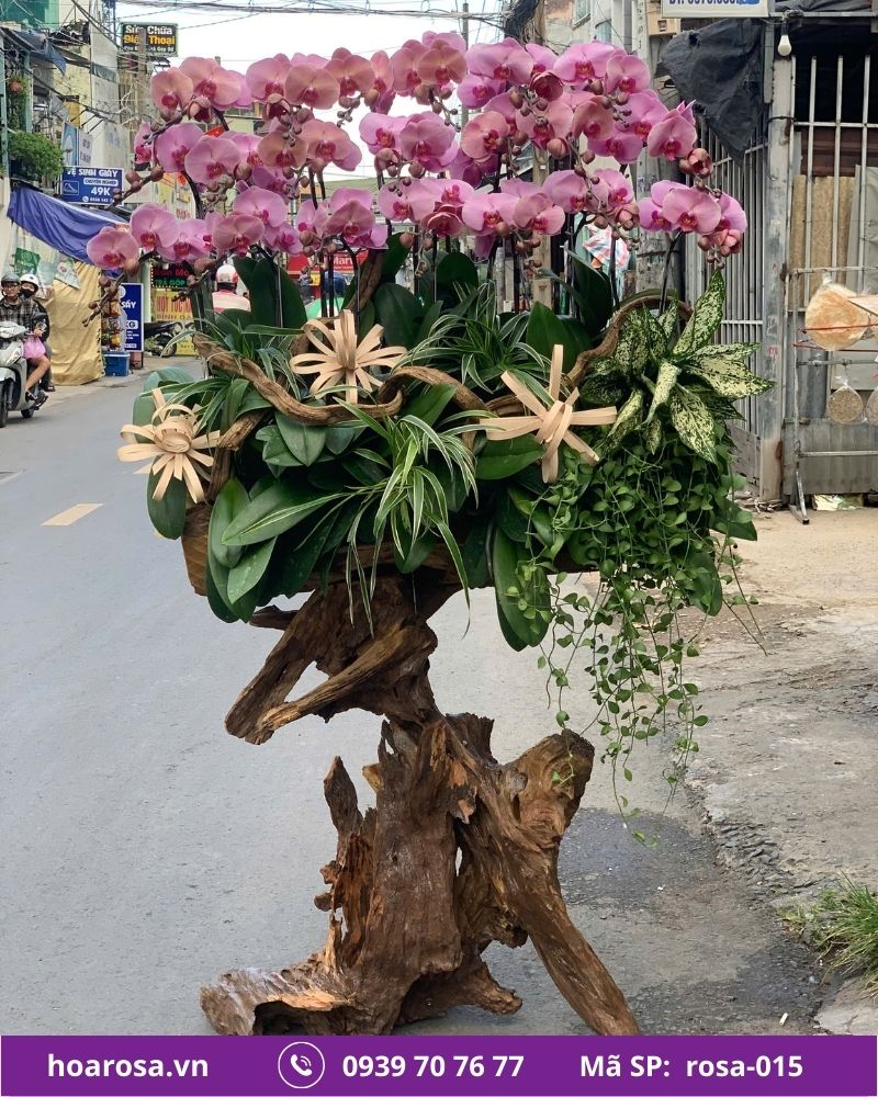 Lan hồ điệp rosa-015