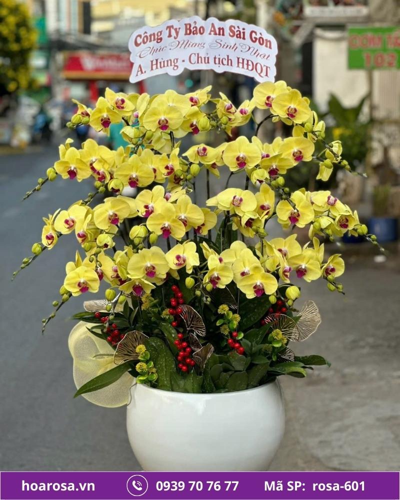 Lan hồ điệp rosa-601