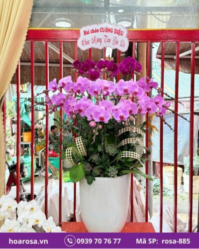 Lan hồ điệp rosa-885