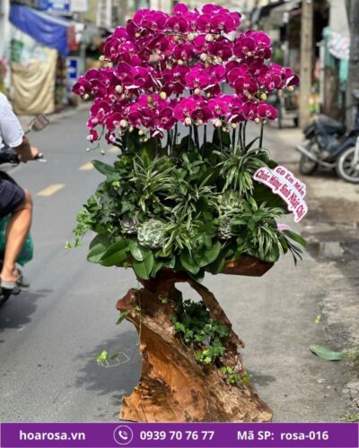 Lan hồ điệp rosa-016