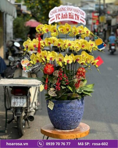 Lan hồ điệp rosa-602