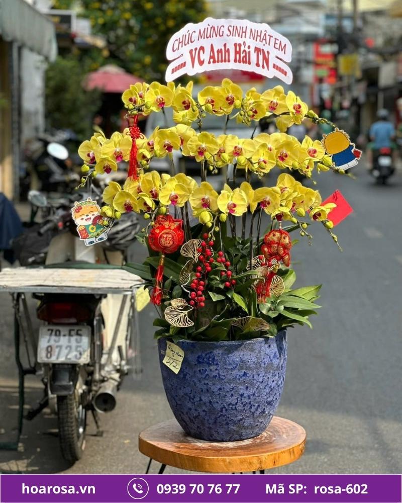 Lan hồ điệp rosa-602