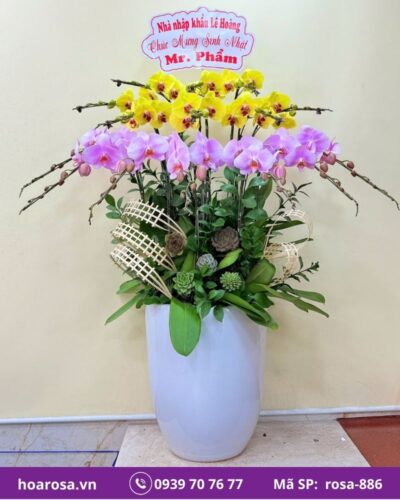 Lan hồ điệp rosa-886