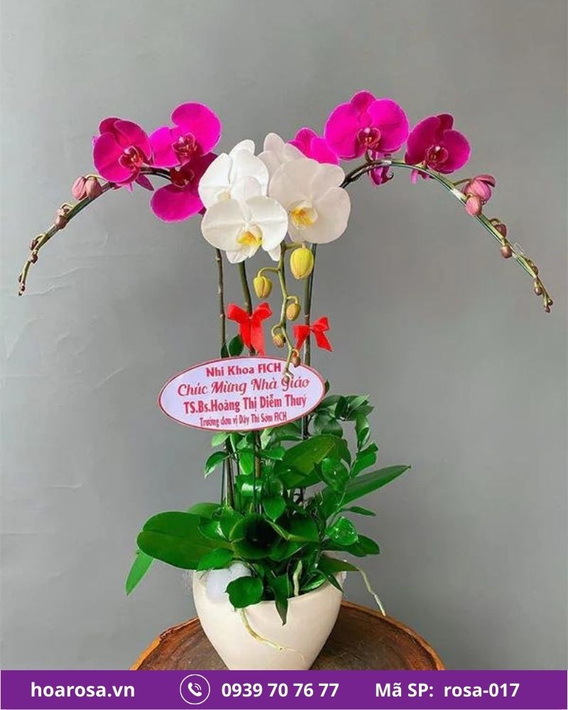 Lan hồ điệp rosa-017