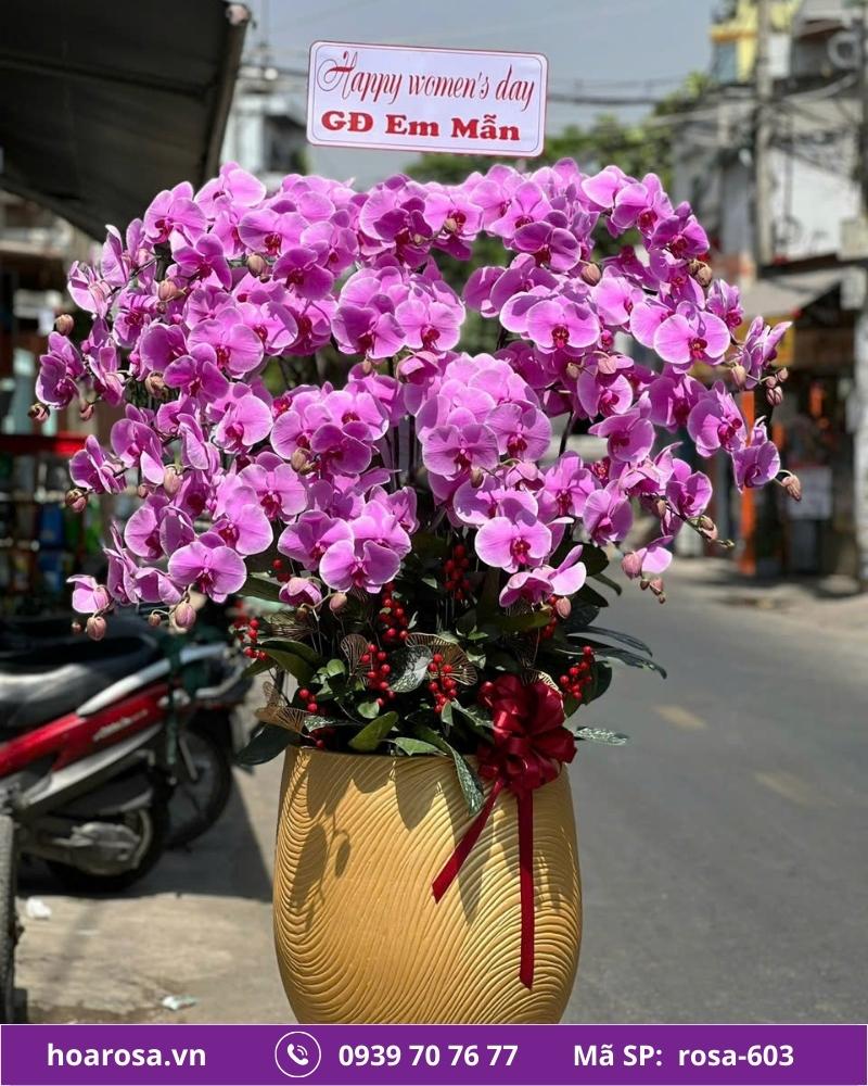 Lan hồ điệp rosa-603