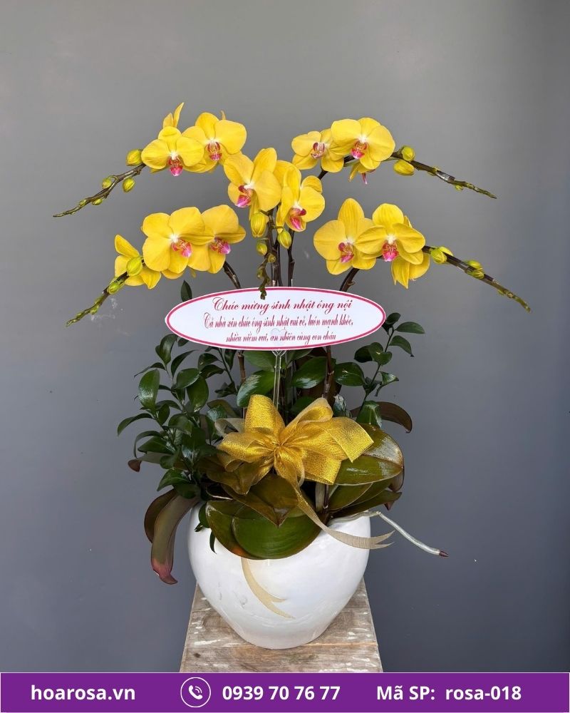 Lan hồ điệp rosa-018