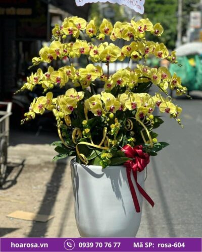 Lan hồ điệp rosa-604