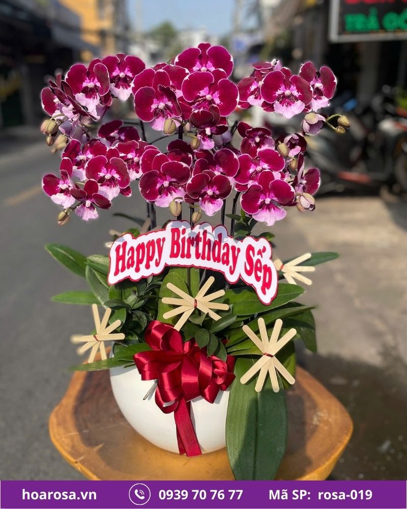 Lan hồ điệp rosa-019