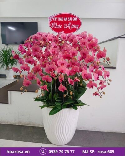 Lan hồ điệp rosa-605