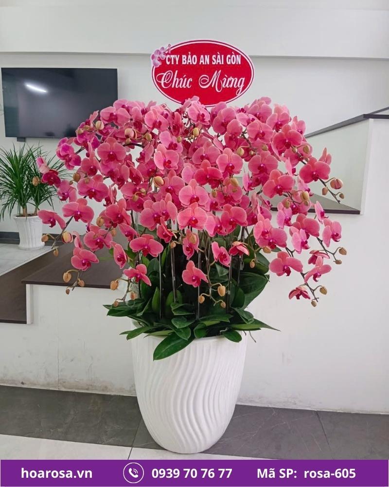Lan hồ điệp rosa-605