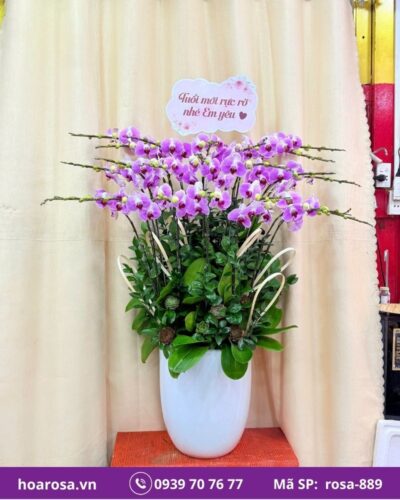 Lan hồ điệp rosa-889