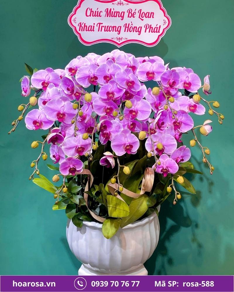 Lan hồ điệp rosa-588