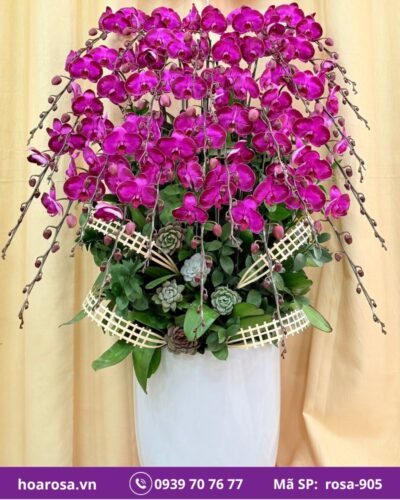 Lan hồ điệp rosa-905