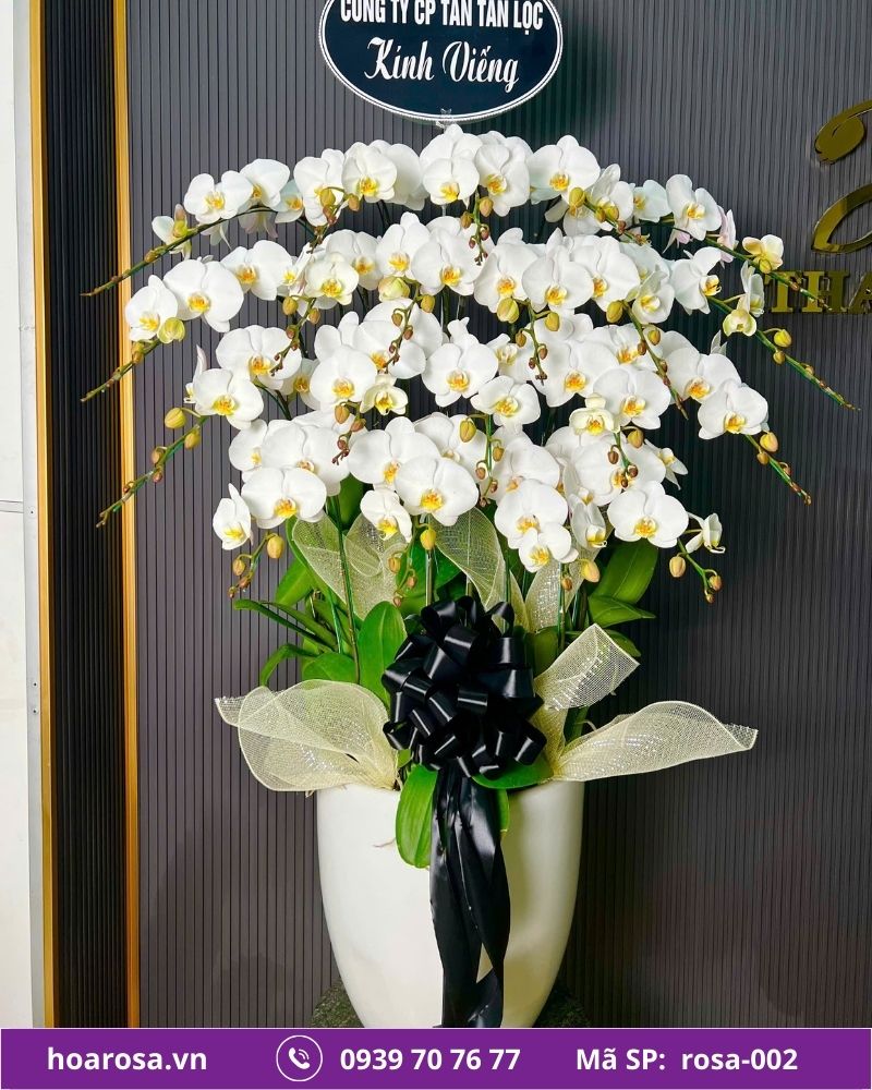 Lan hồ điệp rosa-002