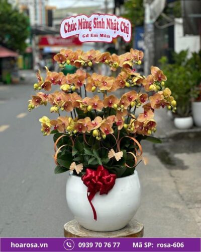 Lan hồ điệp rosa-606