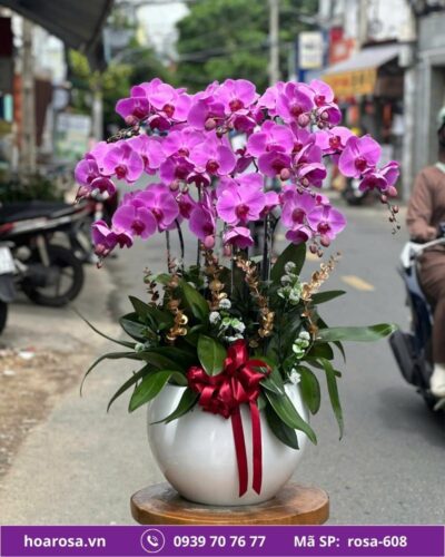 Lan hồ điệp rosa-608